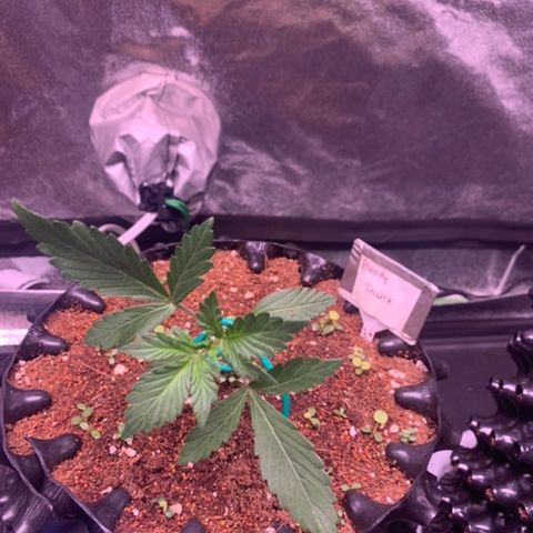 Bloody Skunk Auto growlog timeline photo