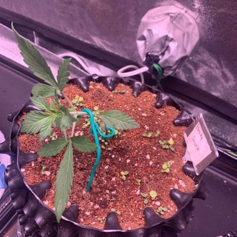 Bloody Skunk Auto growlog timeline photo