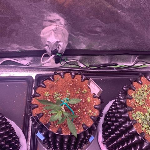 Bloody Skunk Auto growlog timeline photo