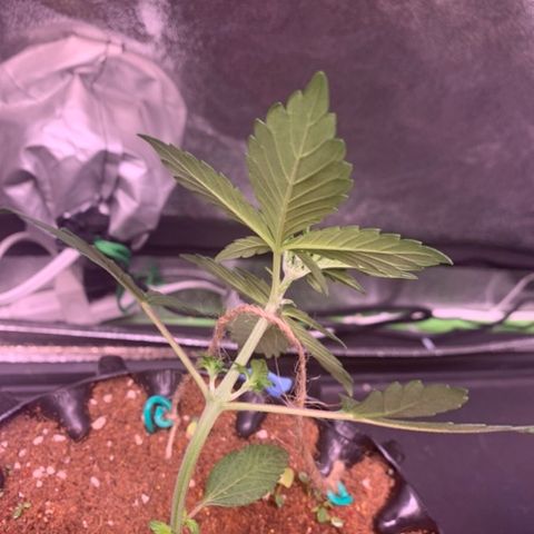 Bloody Skunk Auto growlog timeline photo