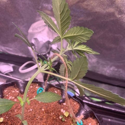 Bloody Skunk Auto growlog timeline photo