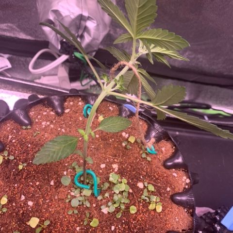 Bloody Skunk Auto growlog timeline photo