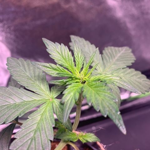 Bloody Skunk Auto growlog timeline photo