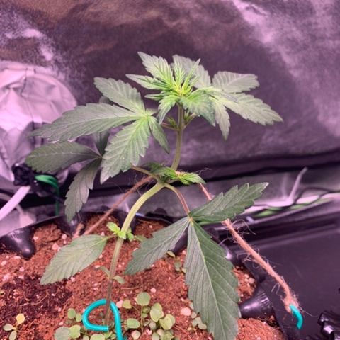 Bloody Skunk Auto growlog timeline photo