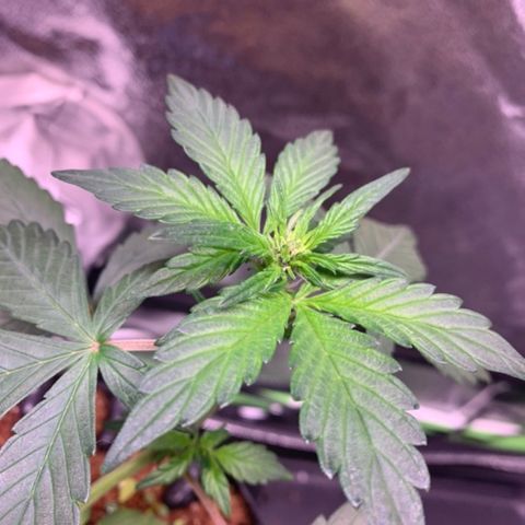 Bloody Skunk Auto growlog timeline photo