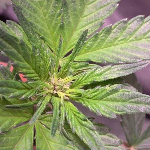 Bloody Skunk Auto growlog timeline photo