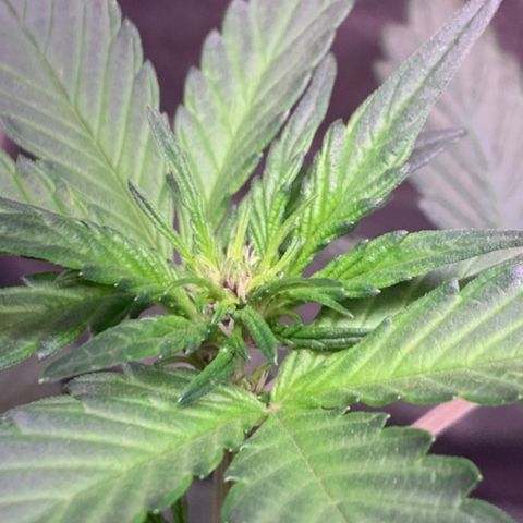 Bloody Skunk Auto growlog timeline photo