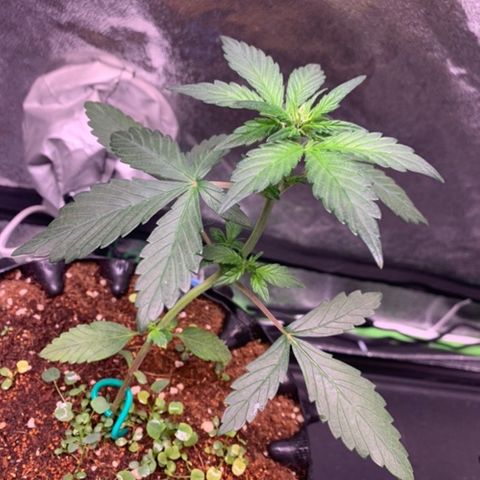 Bloody Skunk Auto growlog timeline photo