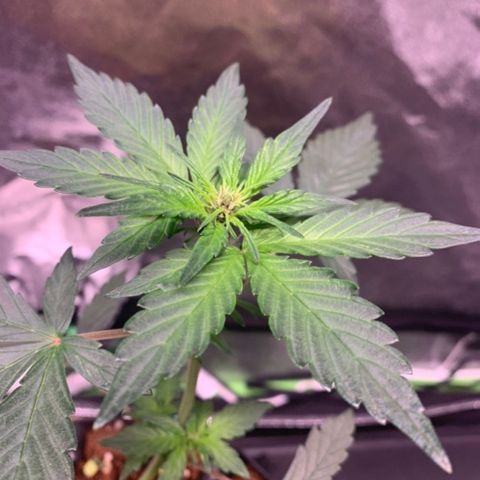 Bloody Skunk Auto growlog timeline photo