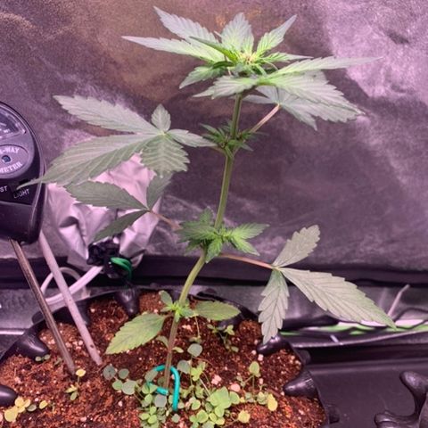 Bloody Skunk Auto growlog timeline photo
