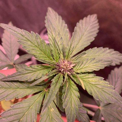 Bloody Skunk Auto growlog timeline photo