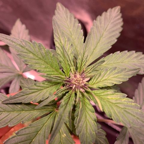 Bloody Skunk Auto growlog timeline photo