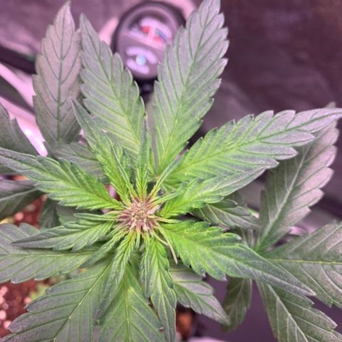 Bloody Skunk Auto growlog timeline photo