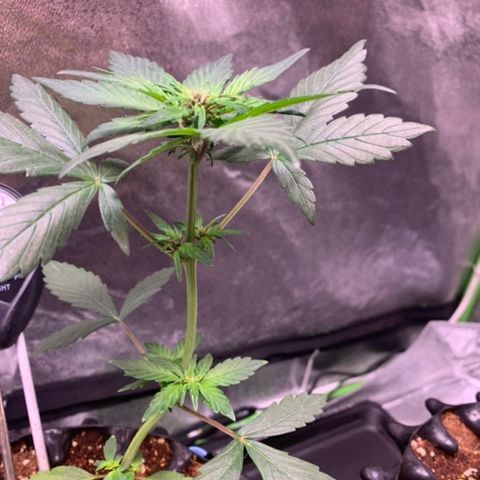 Bloody Skunk Auto growlog timeline photo