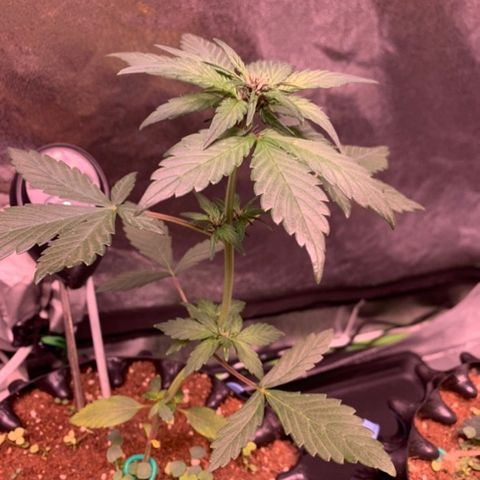 Bloody Skunk Auto growlog timeline photo