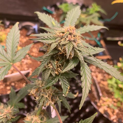 Purple Punch Auto growlog timeline photo