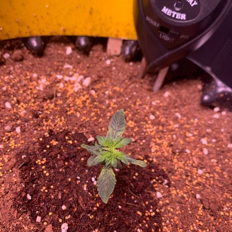 Purple Punch Auto growlog timeline photo