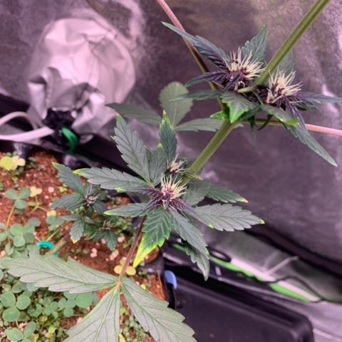 Bloody Skunk Auto growlog timeline photo