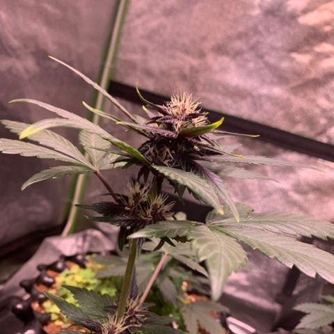 Bloody Skunk Auto growlog timeline photo