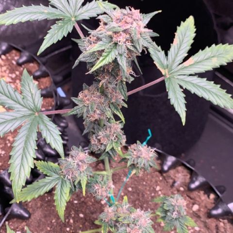 Purple Punch Auto growlog timeline photo