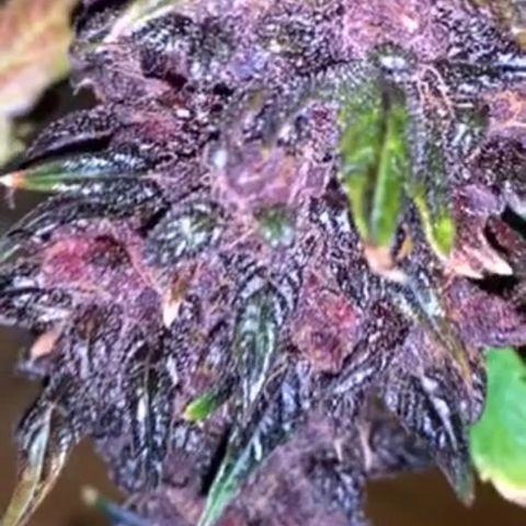 Bloody Skunk Auto growlog photo: Put in dark period before harvest 