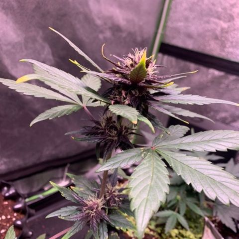 Bloody Skunk Auto growlog timeline photo