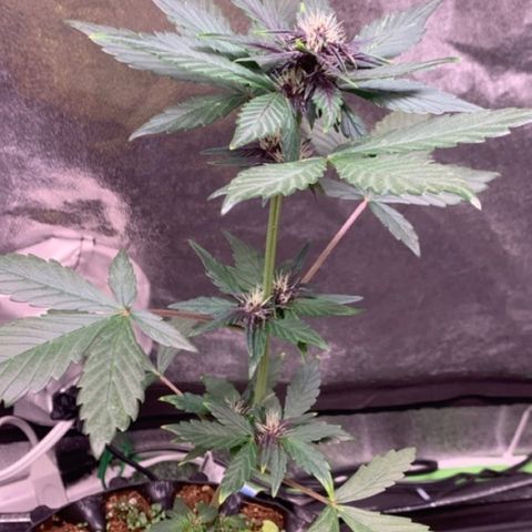 Bloody Skunk Auto growlog timeline photo