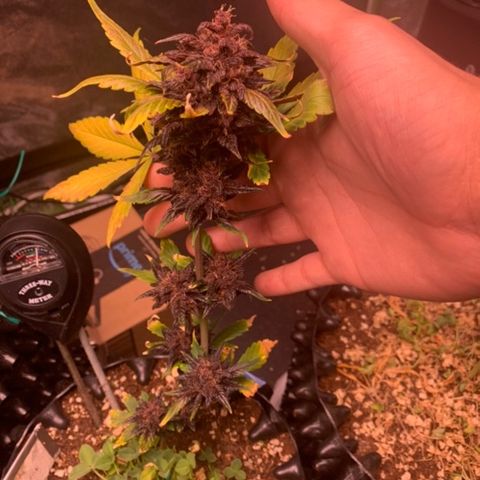 Bloody Skunk Auto growlog timeline photo