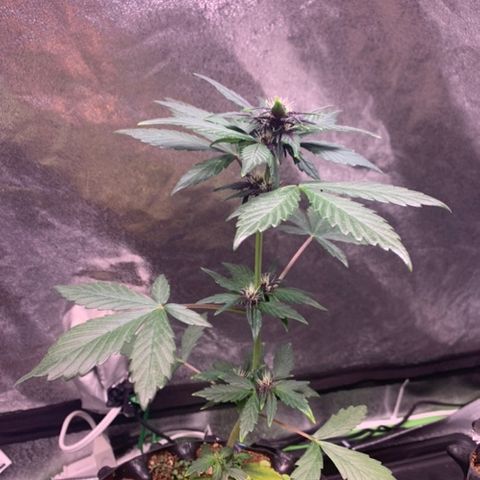 Bloody Skunk Auto growlog timeline photo