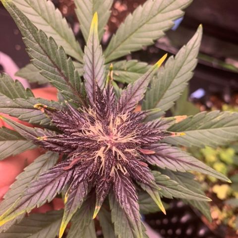 Bloody Skunk Auto growlog timeline photo