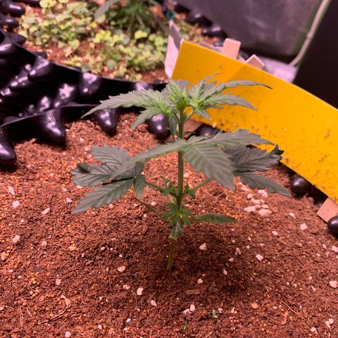 Purple Punch Auto growlog timeline photo