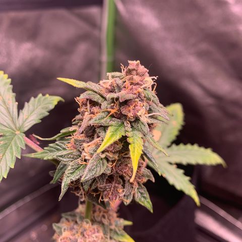 Purple Punch Auto growlog timeline photo
