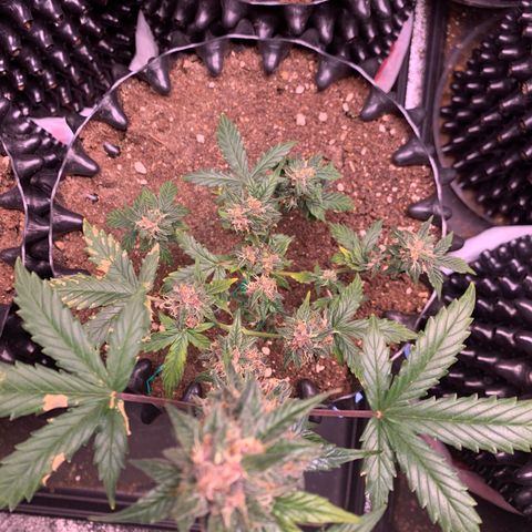 Purple Punch Auto growlog timeline photo