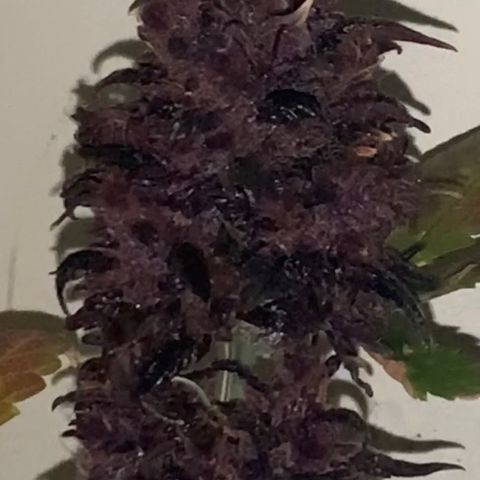 Bloody Skunk Auto growlog timeline photo