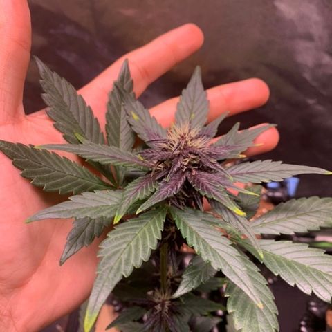 Bloody Skunk Auto growlog timeline photo