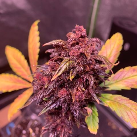 Bloody Skunk Auto growlog timeline photo