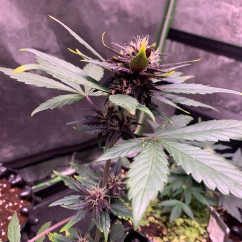 Bloody Skunk Auto growlog timeline photo