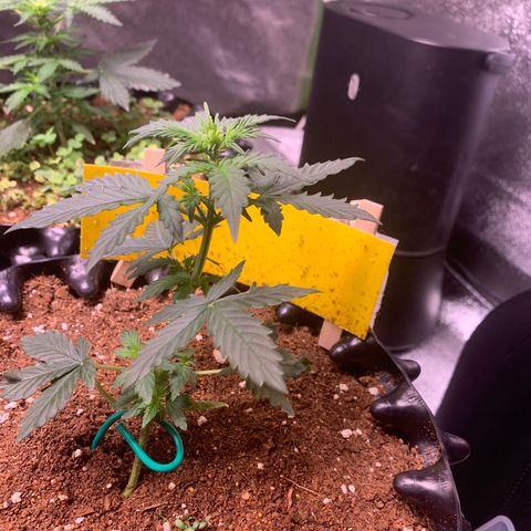 Purple Punch Auto growlog timeline photo