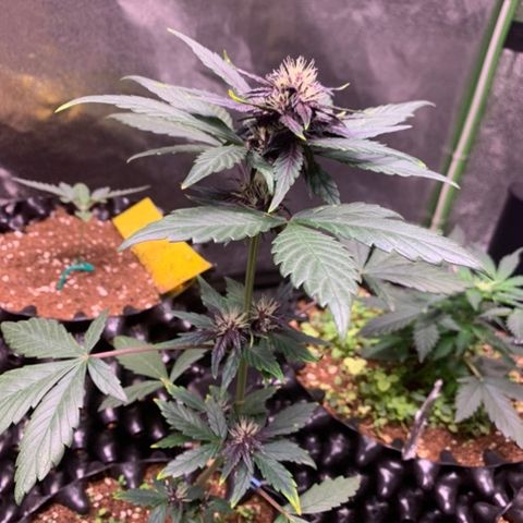 Bloody Skunk Auto growlog timeline photo