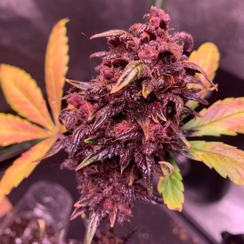 Bloody Skunk Auto growlog timeline photo