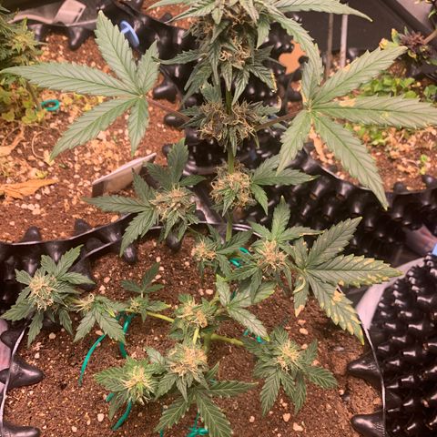 Purple Punch Auto growlog timeline photo