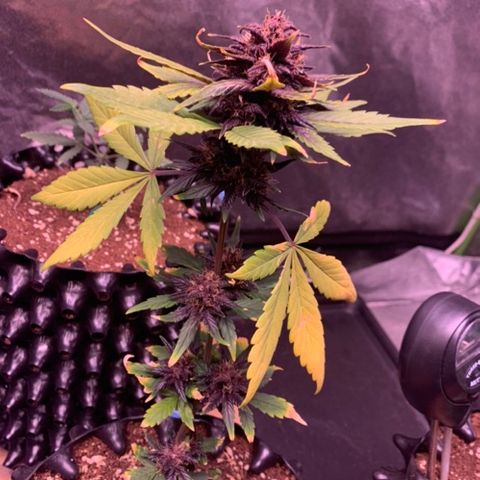 Bloody Skunk Auto growlog timeline photo