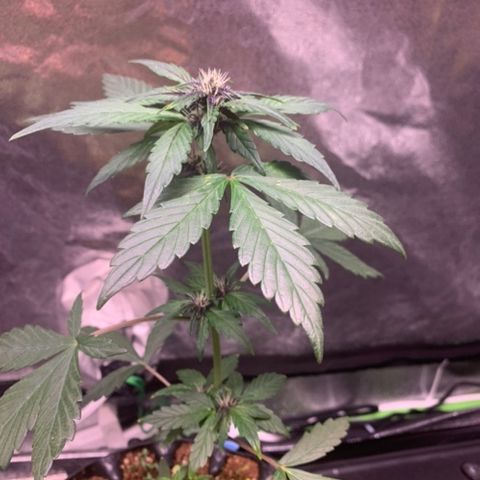 Bloody Skunk Auto growlog timeline photo