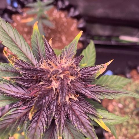Bloody Skunk Auto growlog timeline photo