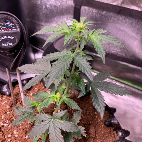 Purple Punch Auto growlog timeline photo
