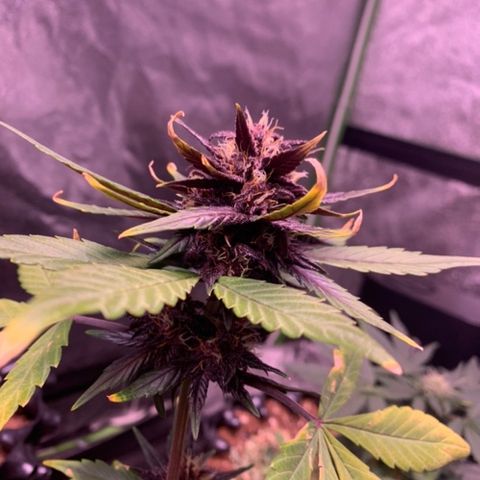 Bloody Skunk Auto growlog timeline photo