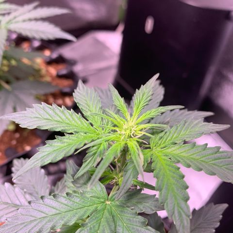 Purple Punch Auto growlog timeline photo