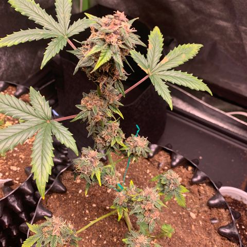 Purple Punch Auto growlog timeline photo