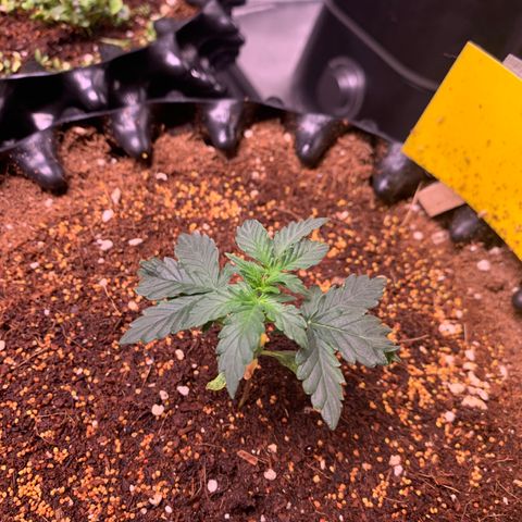 Purple Punch Auto growlog timeline photo