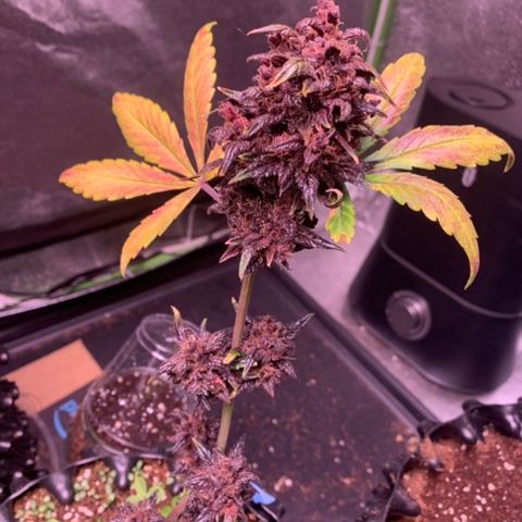 Bloody Skunk Auto growlog timeline photo